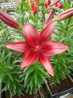 [5077 Methone No02.JPG]